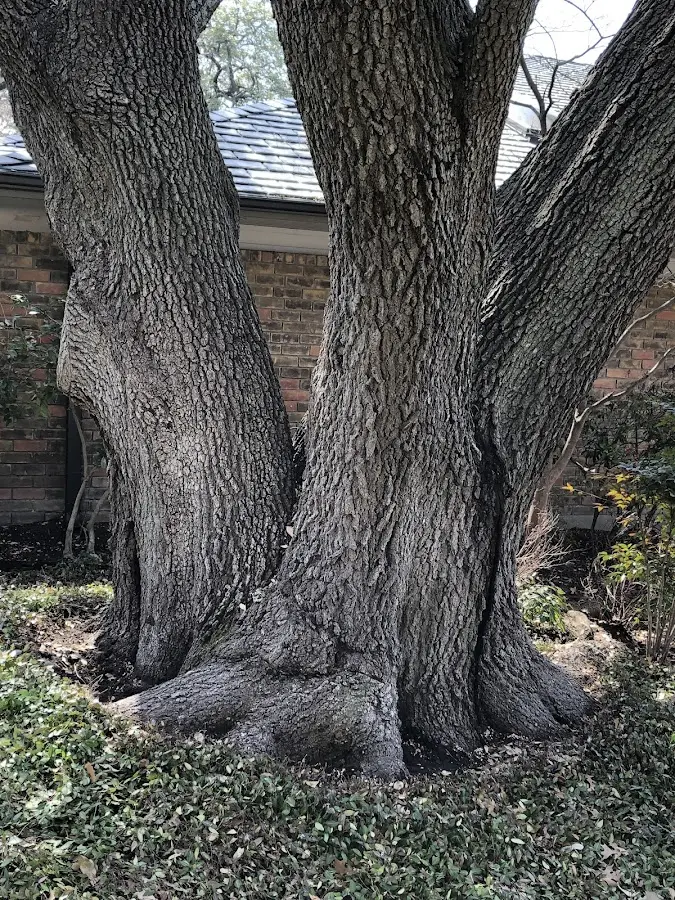 Mature heritage tree close to a Gardendale property cared for by certified arborists